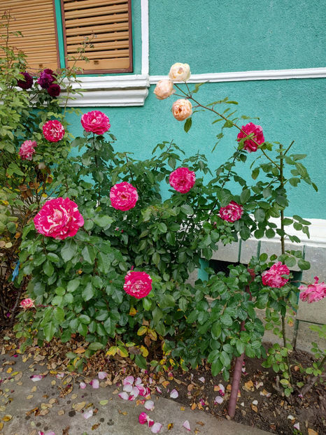 03 11 2022 - Rock ? Roll