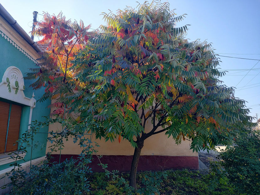 08 10 2022 - Rhus typhina