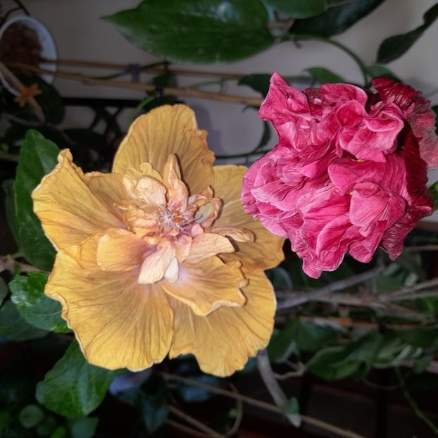 03.11.2022 - HIBISCUSI 2022-7