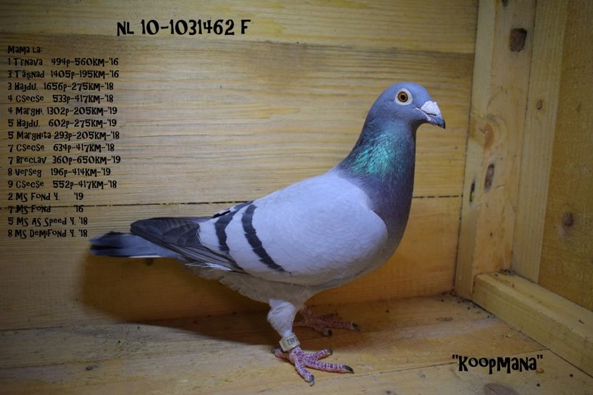 Koopmana - 2 - Memories