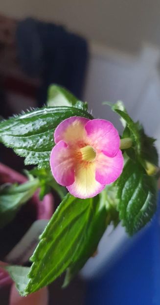 received_875213466970572 - Abendrot