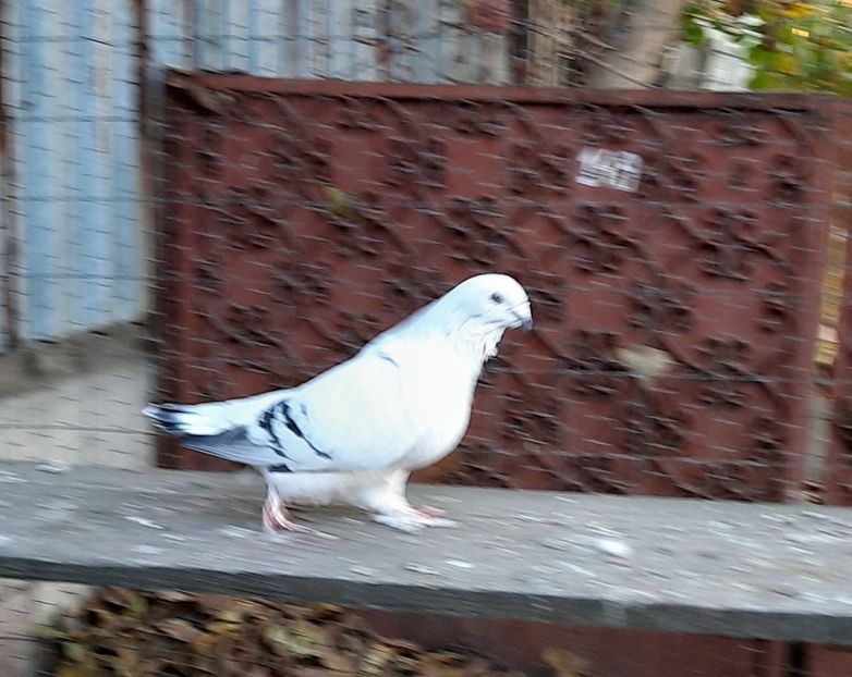  - Voliera