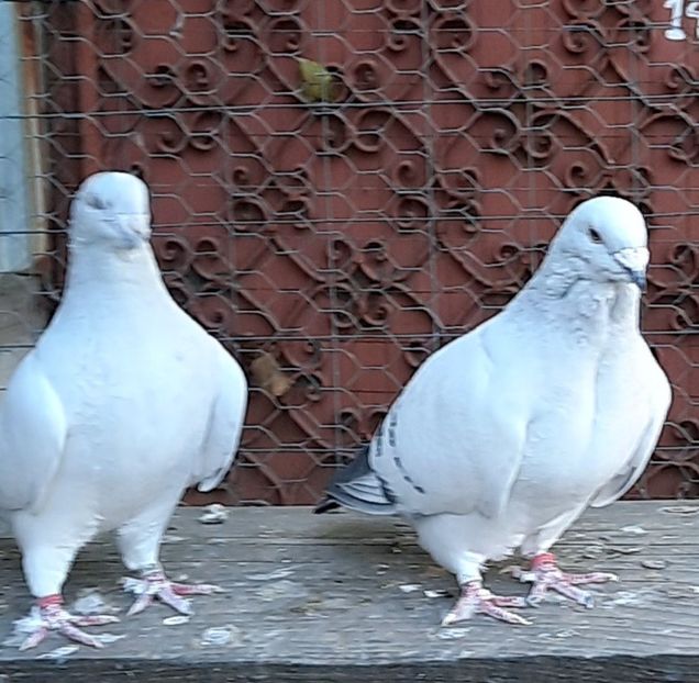  - Voliera