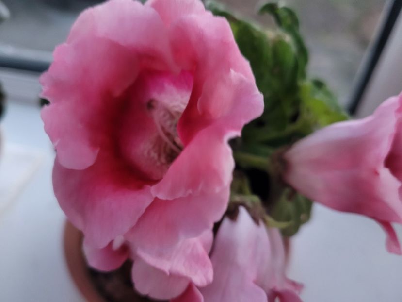Gloxinia roz cu gtena in mijloc  - Florile mele din Anglia