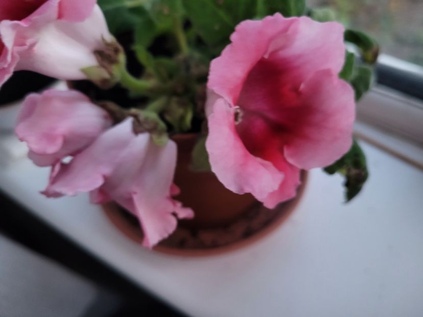 Aceeasi  - Florile mele din Anglia
