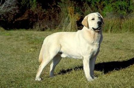 46978420_CTNLCMCAJ - poze