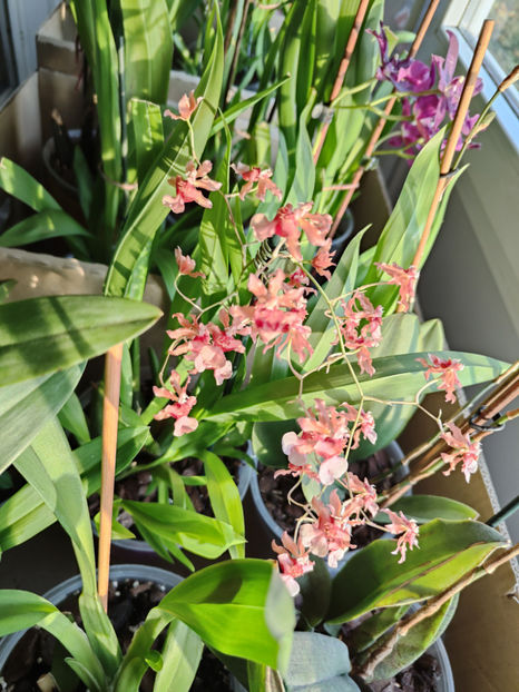 oncidium "rosy sunset" - Orhidee_4_simpodiale cu pseudobulbi