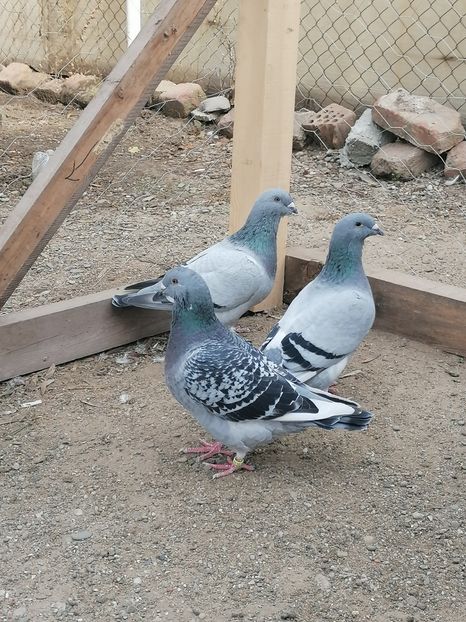  - Voiajori standard 4-11-2022