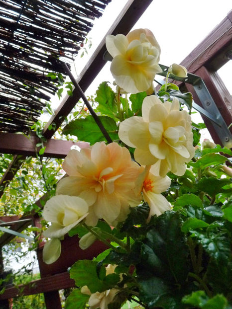  - 2022 - 03 - Toamna