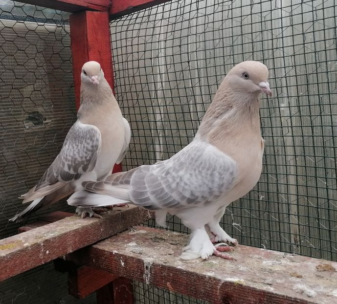  - Jucători de Takla 2021