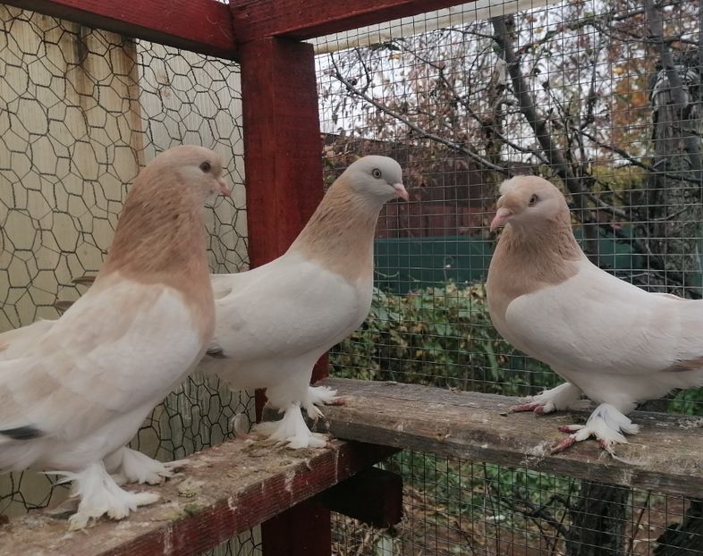  - Jucători de Takla 2021