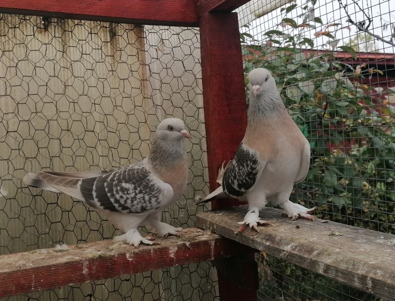 Pui 2022 - Jucători de Takla 2021