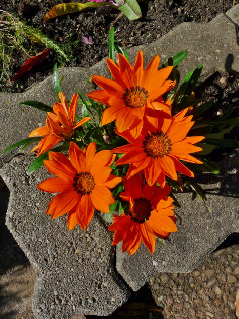  - 2022 - 03 - Toamna