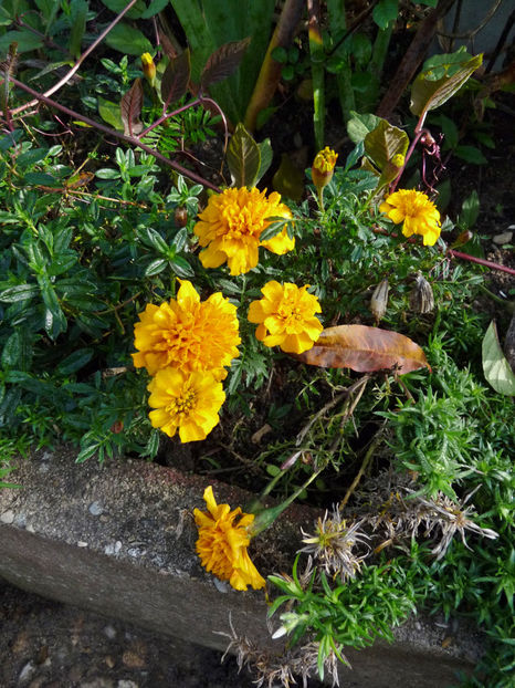  - 2022 - 03 - Toamna