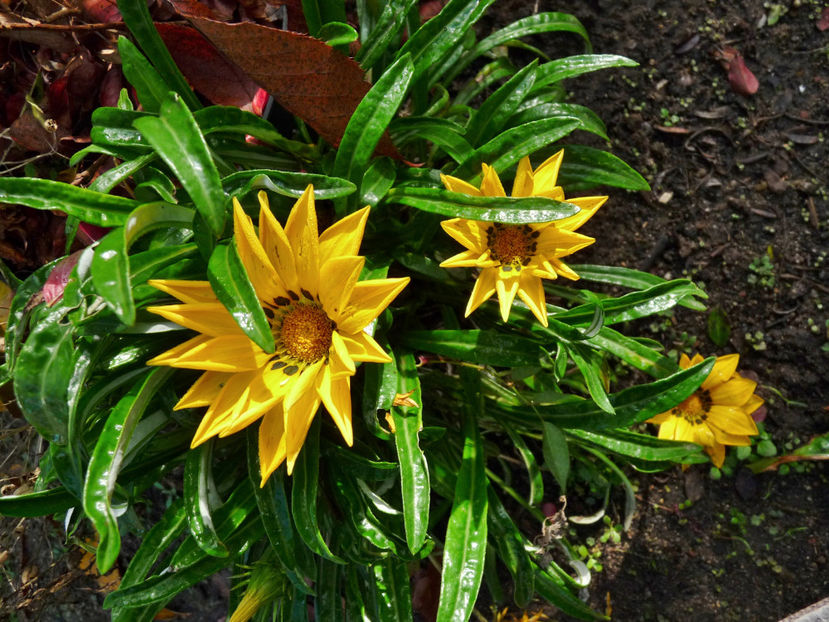  - 2022 - 03 - Toamna