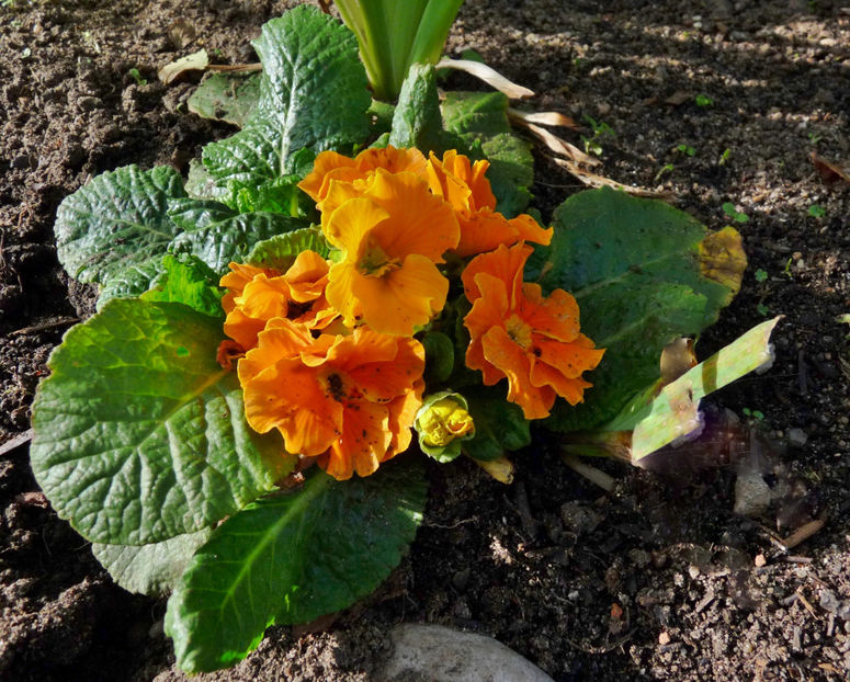  - 2022 - 03 - Toamna