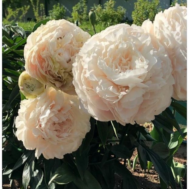 bulbi-bujori-Solange-radacini-0Ms-640x640h - Achiziții