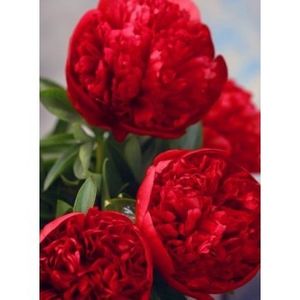 bulbi-bujori-Diana-Parks-0-350x350h - Achiziții