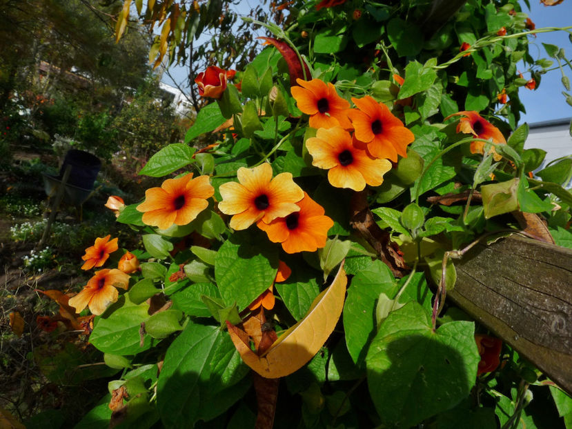  - 2022 - 03 - Toamna