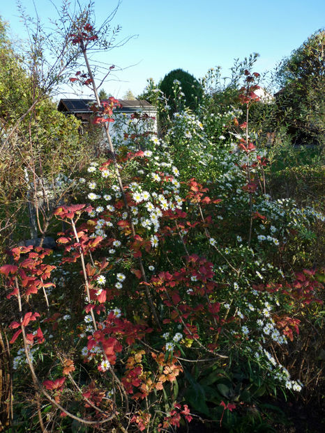  - 2022 - 03 - Toamna