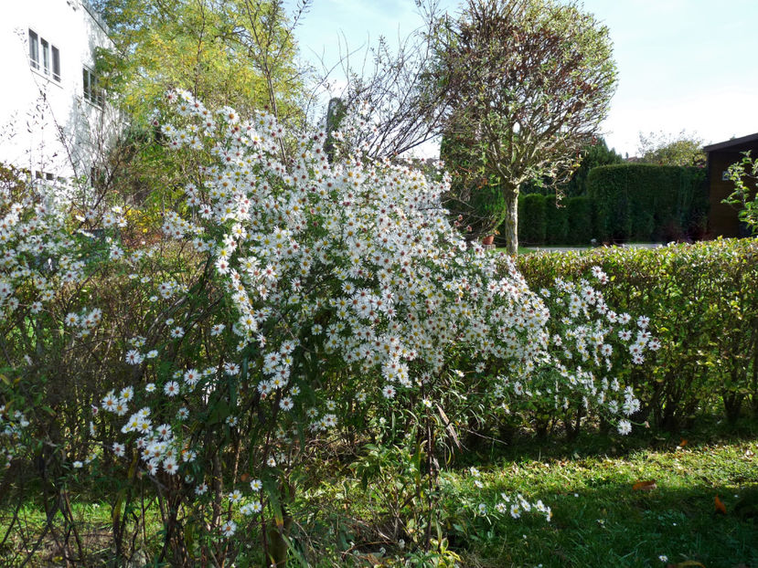  - 2022 - 03 - Toamna