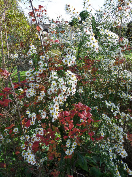  - 2022 - 03 - Toamna