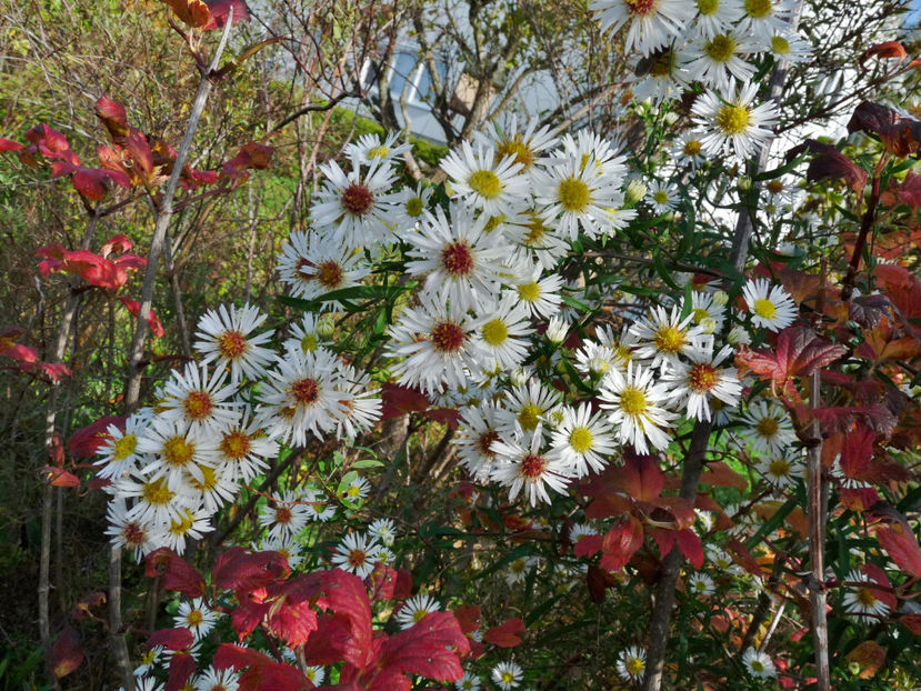  - 2022 - 03 - Toamna