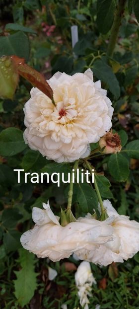  - 0 - Colectia mea de TRANDAFIRI