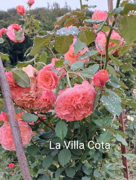 - 0 - Colectia mea de TRANDAFIRI