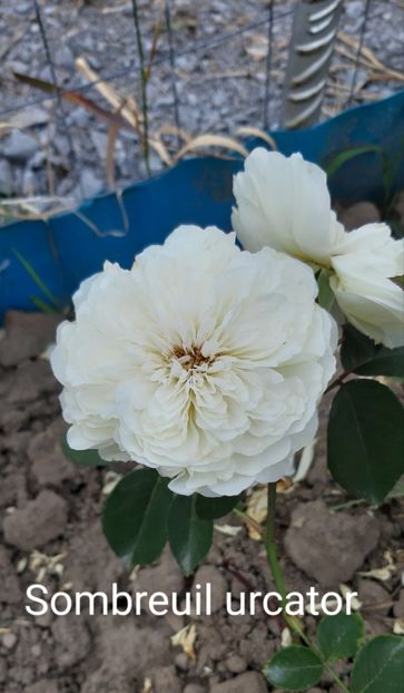  - 0 - Colectia mea de TRANDAFIRI