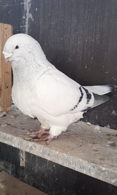 Masc 2019 - VOIAJOR ROMANESC DE FRUMUSETE MASCULI