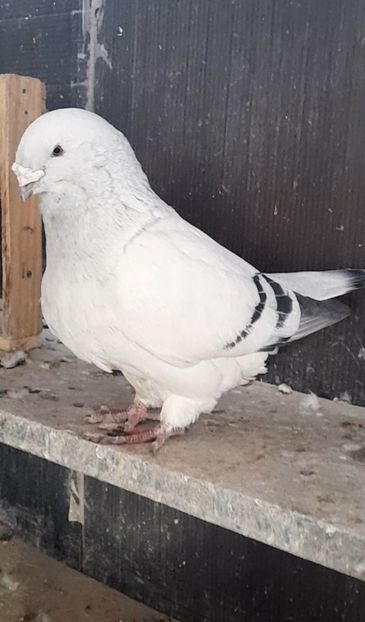 Masc 2019 - VOIAJOR ROMANESC DE FRUMUSETE MASCULI