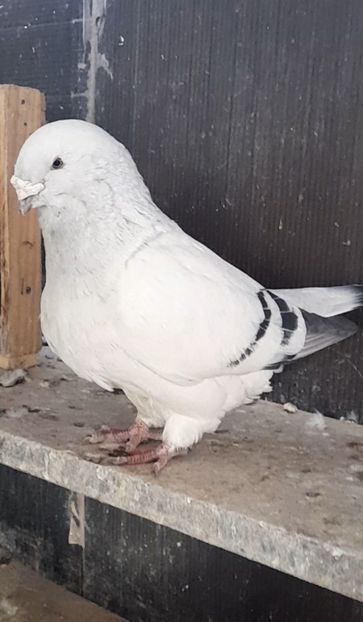 Masc 2019 - VOIAJOR ROMANESC DE FRUMUSETE MASCULI