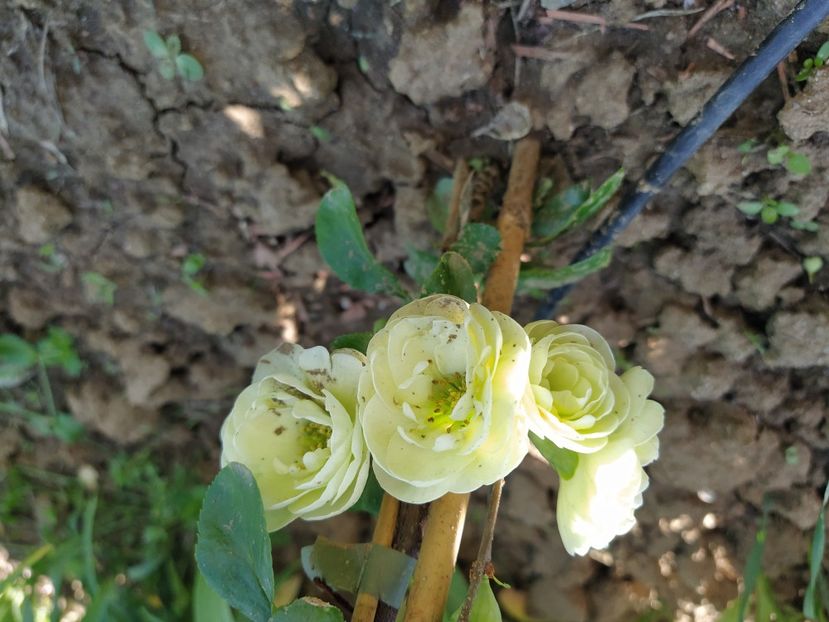 Chaenomeles speciosa 'Kinshiden - Gutui japonez