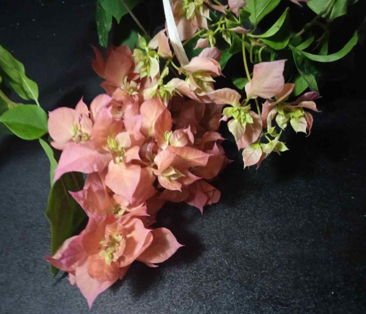 bougainvillea detaliu floare - Bougainvillea