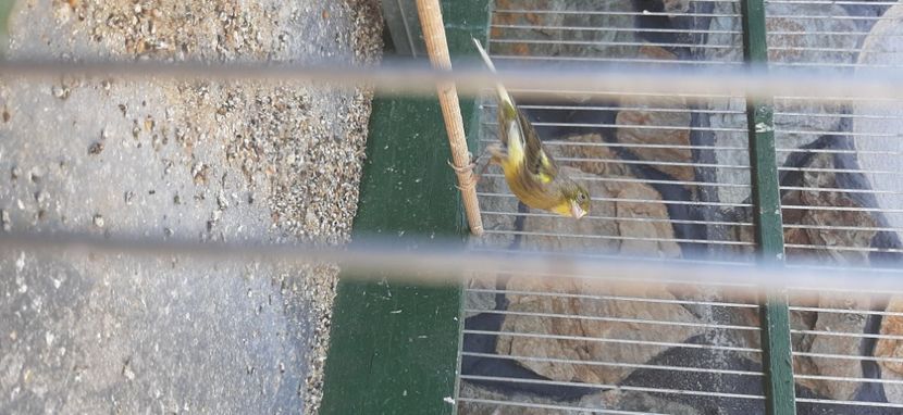  - Canari razza espaniol 2022