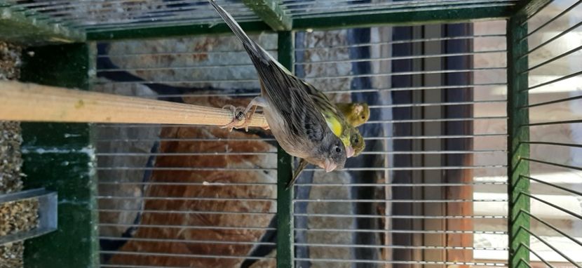  - Canari razza espaniol 2022