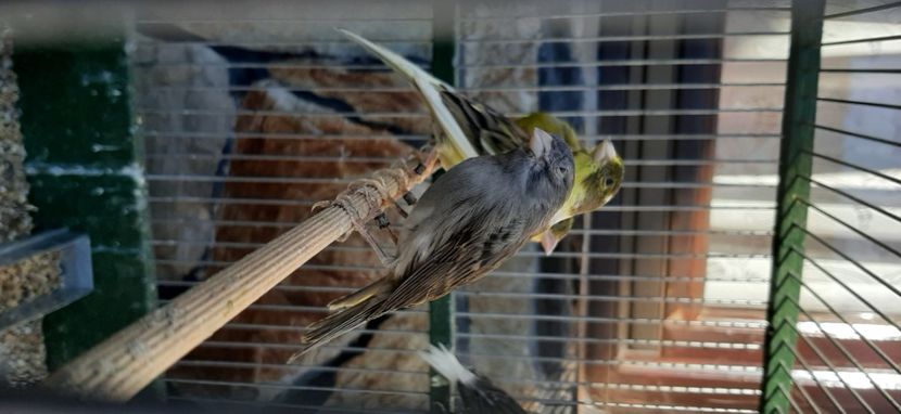  - Canari razza espaniol 2022