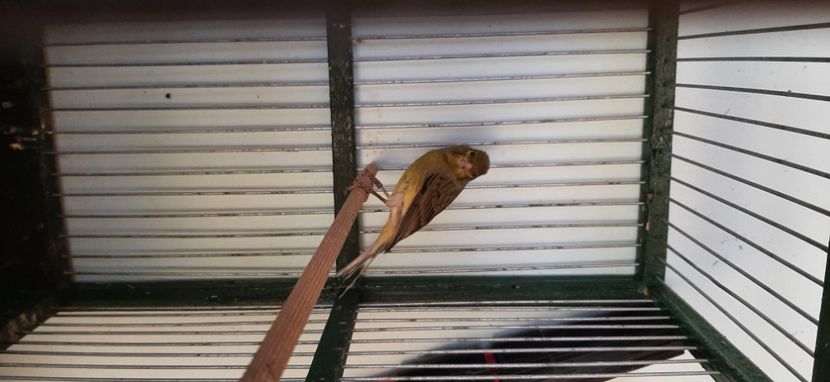  - Canari razza espaniol 2022