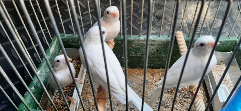  - Canari razza espaniol 2022