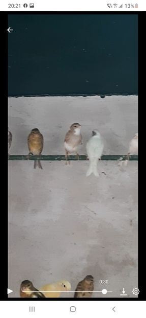 Screenshot_20220809-202117_Messenger - Canari razza espaniol 2022