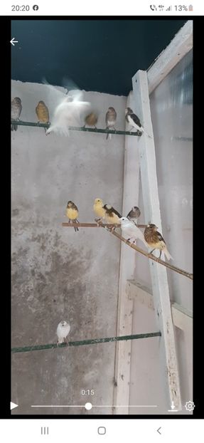 Screenshot_20220809-202057_Messenger - Canari razza espaniol 2022