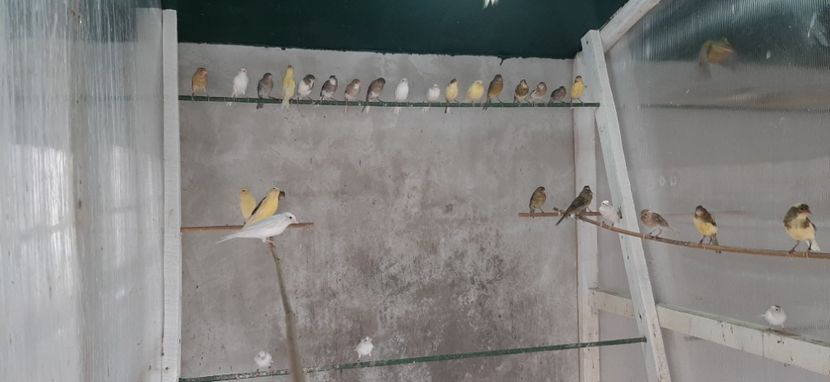  - Canari razza espaniol 2022