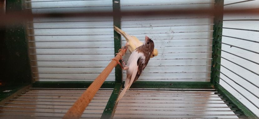  - Canari razza espaniol 2022