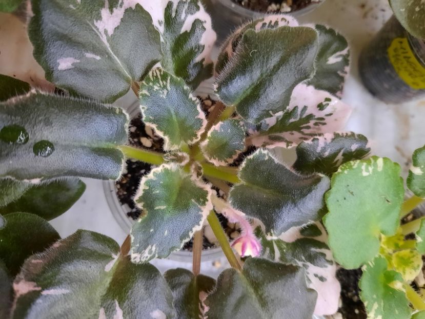  - Variegatii