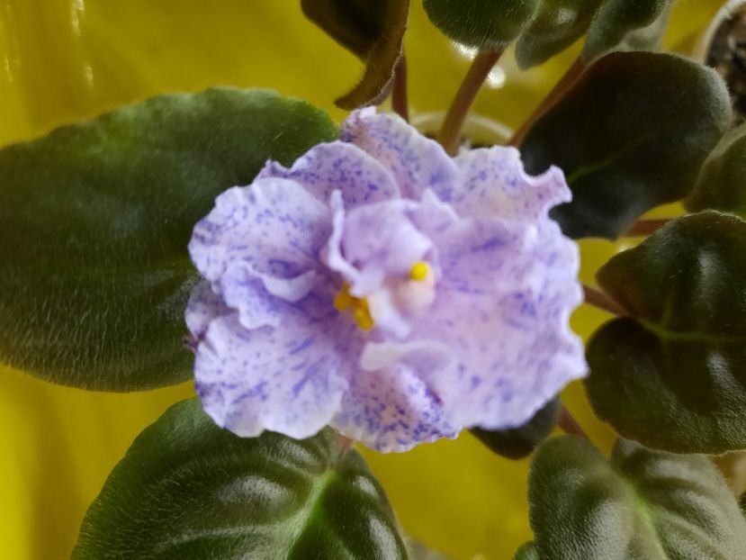  - RS Morskaya Princessa