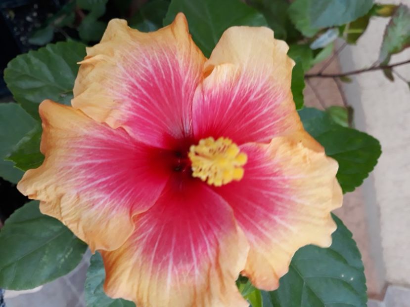  - Hibi no id galben cu rosu