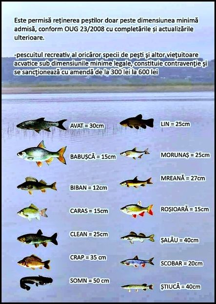 dimensiune4 - Fotografiile Mele 2