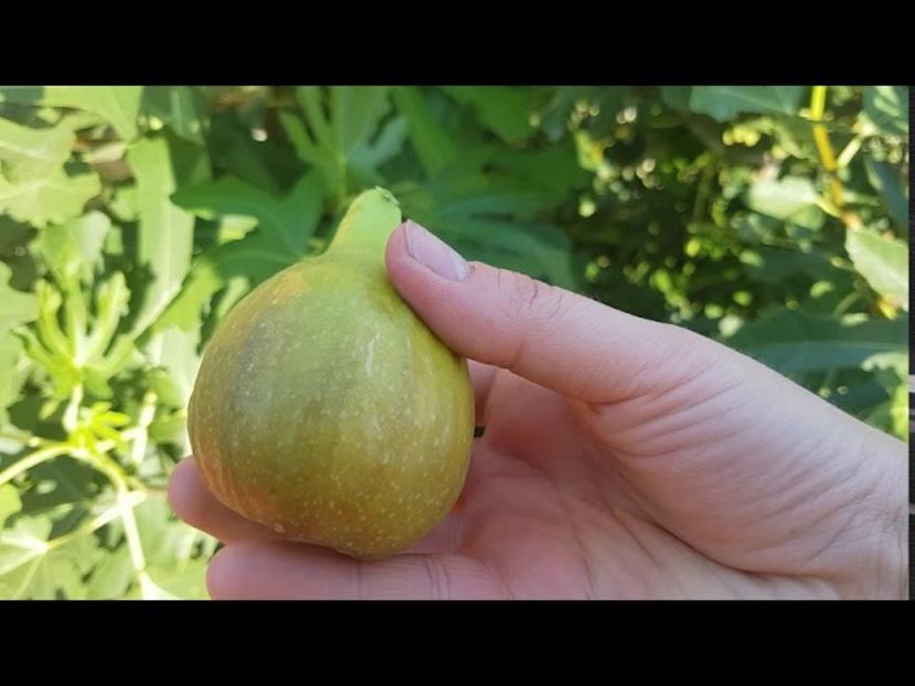 big fig - Smochine