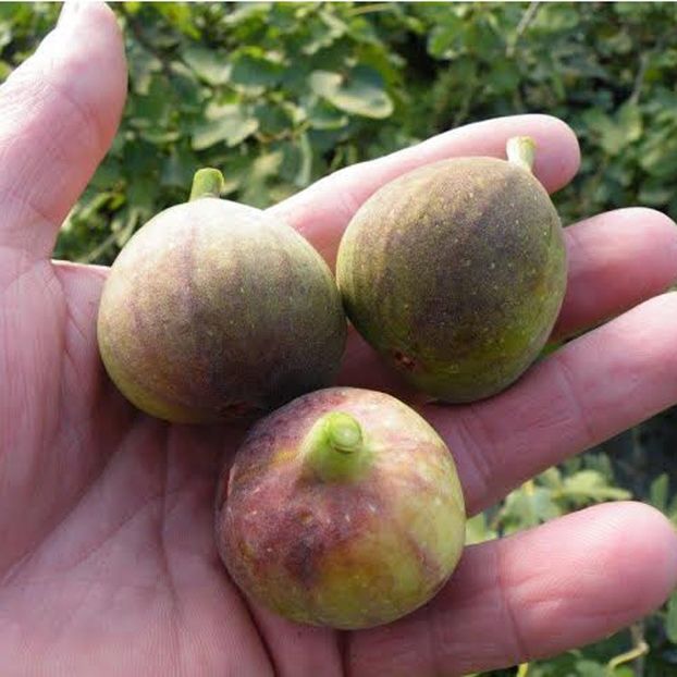 Magnolia-FIG-use-this-one - Smochine